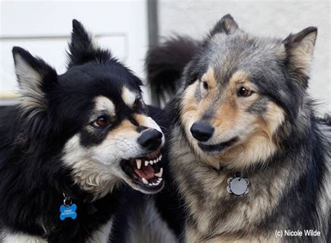 Snarling Dog What Its Mean And How To Deal With Dog Growling