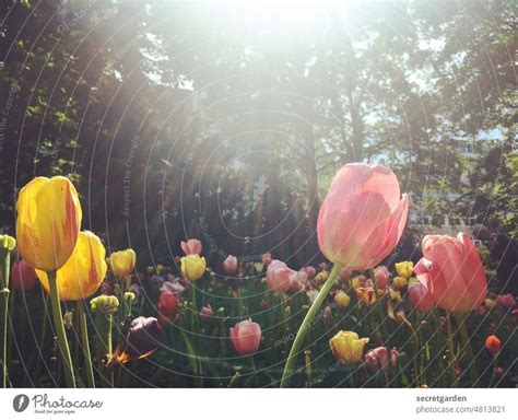 Blondes Kind Im Tulpenfeld Ein Lizenzfreies Stock Foto Von Photocase