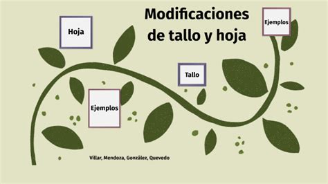 Modificaciones De Hoja Y Tallo By Sofia Villar On Prezi