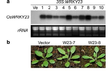 Oswrky Over Expression Lines A Over Expression Of Oswrky Gene In