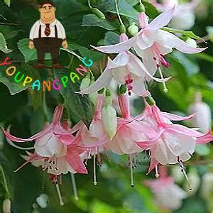 50Pcs Fuchsia Tree Seeds - Pure Bonsai