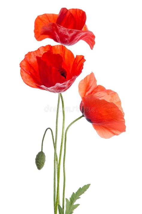 Bouquet Of Poppies In Glass Vase Stock Photo Image Of Bouquet Nature