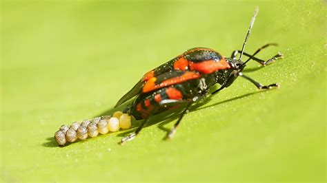 Free Bichos Pizzeleados Bugs Images Pixabay