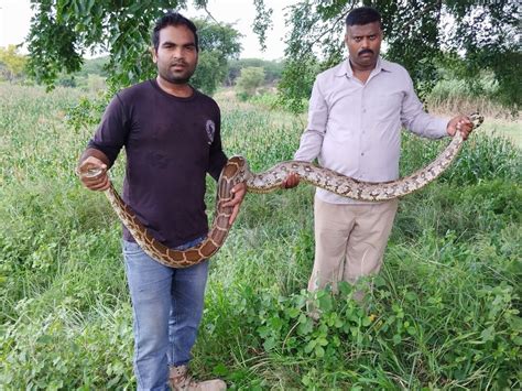 15 Feet Long Python Seen In Field In Agra आगरा में खेत में दिखा 15