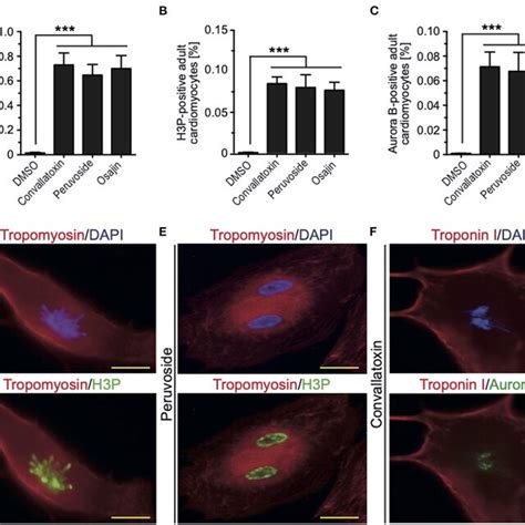 Osajin And Cardiac Glycosides Promote Adult Cardiomyocyte Cell Cycle