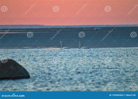 Pair of Bewick s swan stock image. Image of baltic, scenic - 150960363