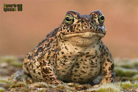 Anfibios De Valsaín Sapo Corredor