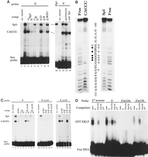 Identification Of Functional Elements Of The Chicken Globin Promoter