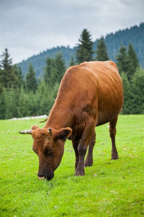 Cow eating grass stock photo. Image of mountain, agriculture - 127655608