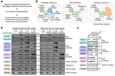 Substrate-driven assembly of a translocon for multipass membrane proteins - Science-EasyView