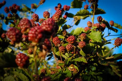 Kostenlose Foto Baum Natur Ast Bl Hen Wiese Frucht Beere