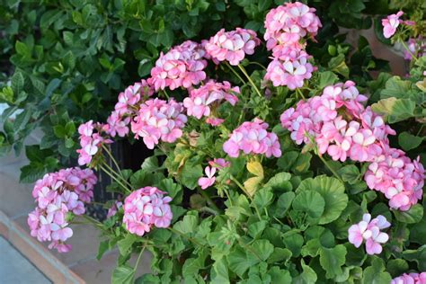 How To Easily Grow Beautiful Zonal Geraniums From Seed