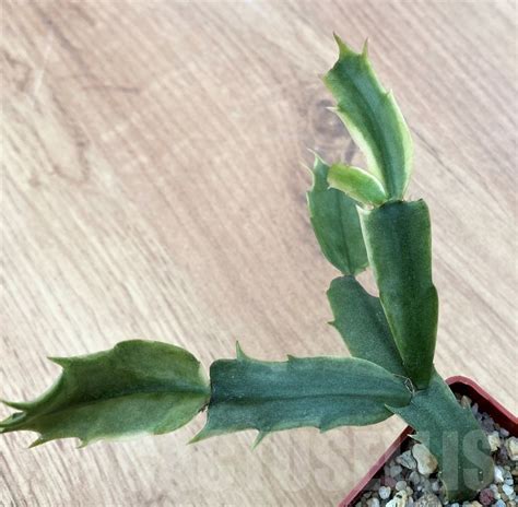 Shpr10663 Zygocactus Truncata Variegated Schlumbergera Cactus Online