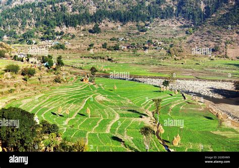 Paddy Field Scenery Hi Res Stock Photography And Images Alamy