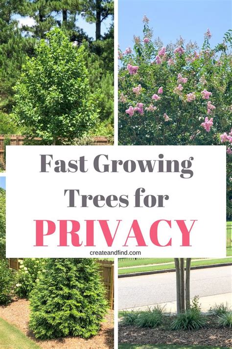 Fast Growing Privacy Trees | Create and Find | Fast growing trees ...