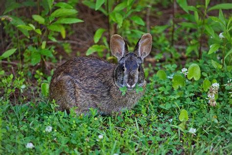 Rabbit Eating Clover Stock Photo Image Of Grass Furry