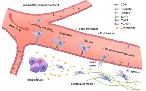 The Mechanism Of Mscs In An Inflammatory Environment Arrows Indicate