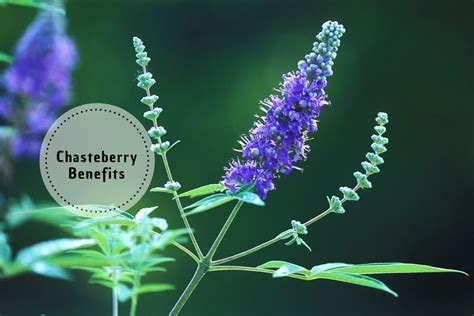 Vitex Agnus Castus: Chasteberry Benefits, Side Effects & Dosage