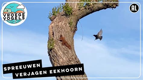 Spreeuwen Jagen Eekhoorn Weg Zelf Geschoten Vroege Vogels Youtube