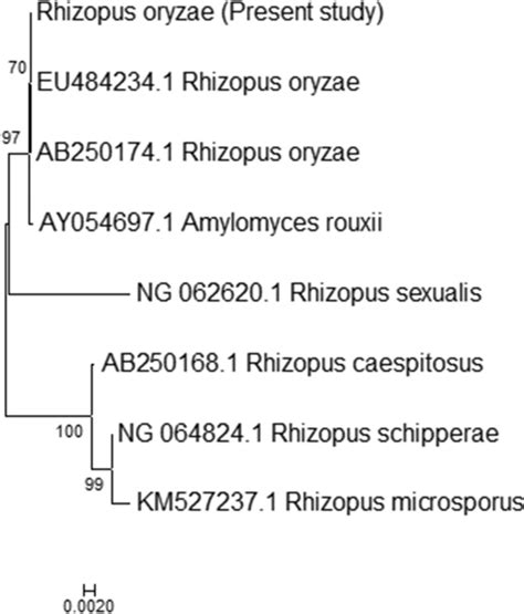 Phylogenetic Analysis Rhizopus Oryzae With Closely Related Species