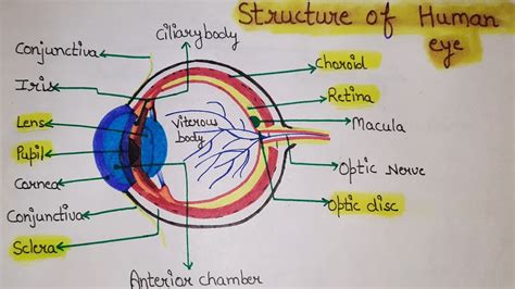 Human Eye And Colourful World Class 10 Structure Of Human Eye Working Of Human Eye Youtube