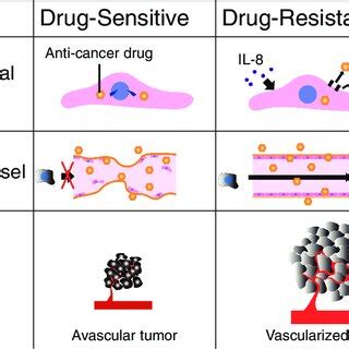 Drug resistance in tumor endothelial cells. During cancer therapy, a... | Download Scientific ...