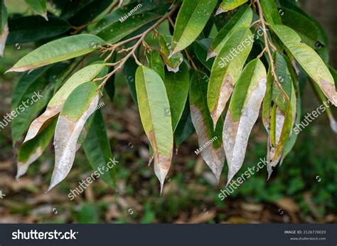 11,954 Durian leaf Images, Stock Photos & Vectors | Shutterstock