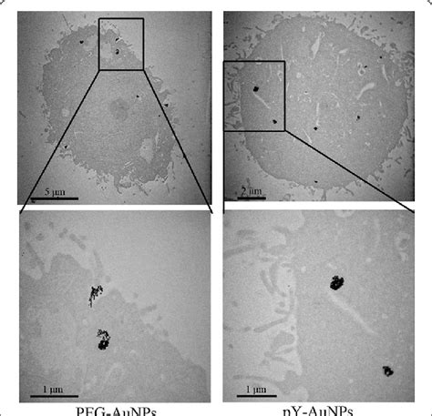 Typical Tem Images Of Sgc Cells Incubated With Peg Aunps Or