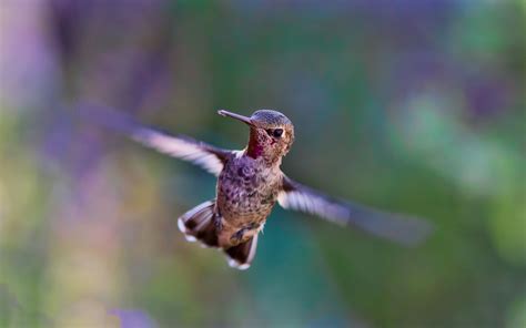 Cute Hummingbird Wallpapers - Top Free Cute Hummingbird Backgrounds ...