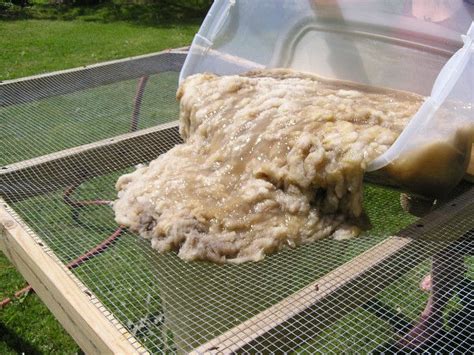 Ten Good Sheeps Raw Wool Fleece Washing And Scouring Tutorial