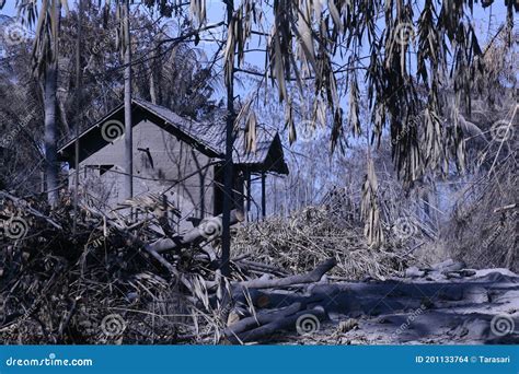 The Effects of the Eruption of Mount Merapi, Damage Houses and Trees ...