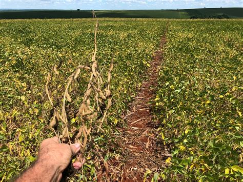 Aprosoja Brasil Estima Que Safra De Soja Do Brasil Possa Cair Para