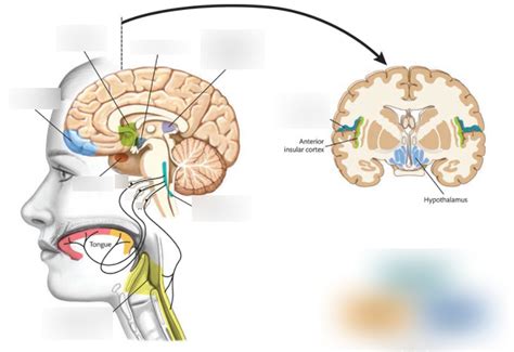 Figure 15.6: Gustatory Structures and Pathways Diagram | Quizlet