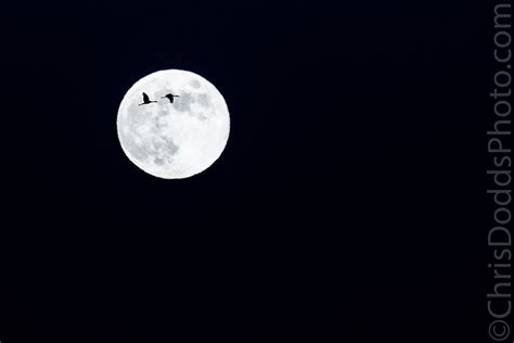 Sandhill Crane Full Moon Silhouette — Nature Photography Blog