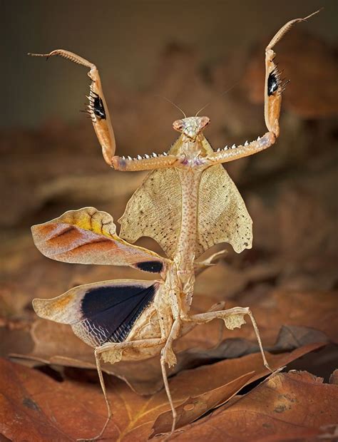 Kung Fu Mantis - Gallery | eBaum's World