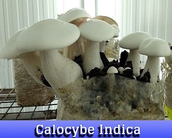 Growing Conditions For Calocybe Indica Indus Mushrooms