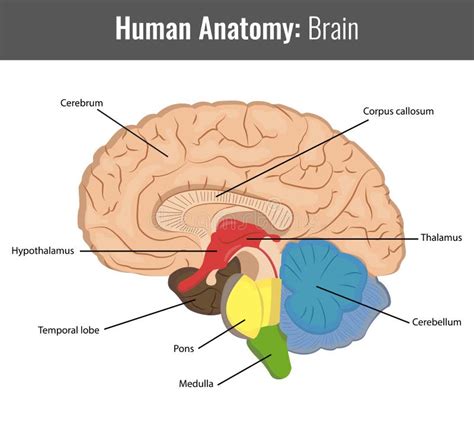 Human Brain Anatomy Stock Vector Illustration Of Intelligence