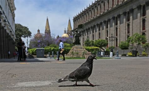 Clima En Guadalajara Jalisco Hoy 3 De Febrero 2023