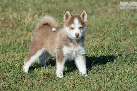 Pomsky Puppy Breeders Near Me - Pets Lovers