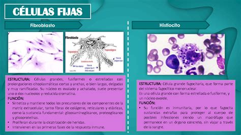 SOLUTION Tejido Conjuntivo Studypool