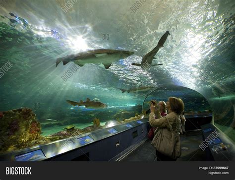 Aquarium Ripley's Image & Photo (Free Trial) | Bigstock