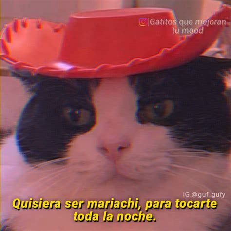 Pin De J Rs En Img Memes Románticos Frases Gatos Meme Gracioso