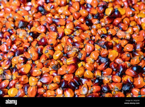 Red Palm Fruits At The Central Market In Tamale In The Northern Region