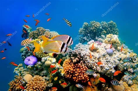 Tropical Fish Coral Reef Doublebar Bream Acanthopagrus Bifasciatus