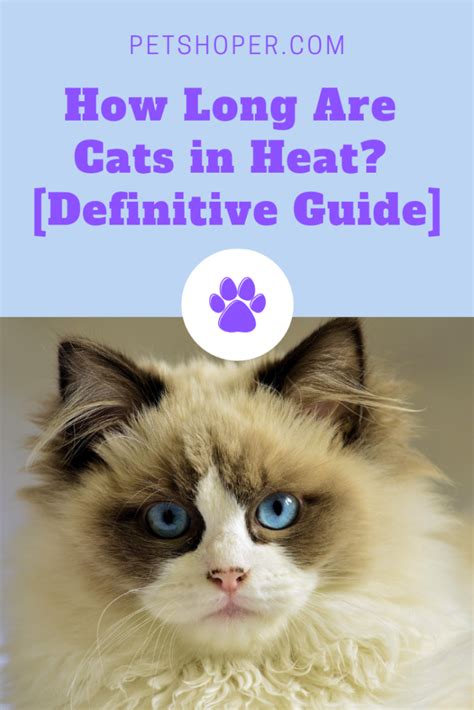 How Long Are Cats In Heat A Definitive Guide Petshoper Cat In