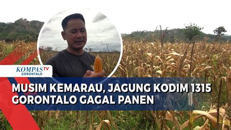 Akibat Musim Kemarau Jagung Hektar Milik Kodim Gagal Panen