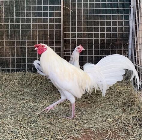 Buy White Kelso Gamefowl Online Order White Kelso Gamefowl Online