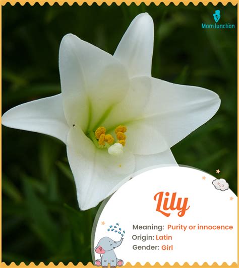 Lily Flower Name In Hindi Meaning At Neva Miller Blog