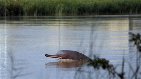 Endangered dolphin finds an unlikely savior: fisherfolk : Goats and ...