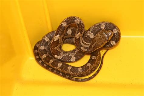 Free Black,Rat,Snake,Rat,Snake,Snake,Reptile,Juvenile,Snake Stock Photo ...